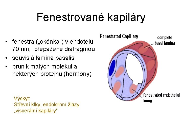 Fenestrované kapiláry • fenestra („okénka“) v endotelu 70 nm, přepažené diafragmou • souvislá lamina