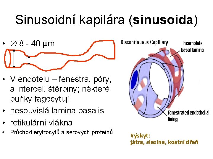 Sinusoidní kapilára (sinusoida) • 8 - 40 m • V endotelu – fenestra, póry,