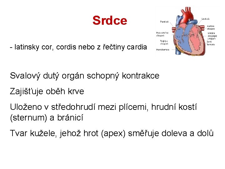 Srdce - latinsky cor, cordis nebo z řečtiny cardia Svalový dutý orgán schopný kontrakce