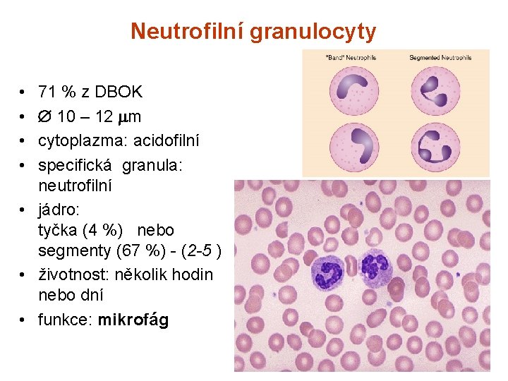 Neutrofilní granulocyty • • 71 % z DBOK 10 – 12 m cytoplazma: acidofilní