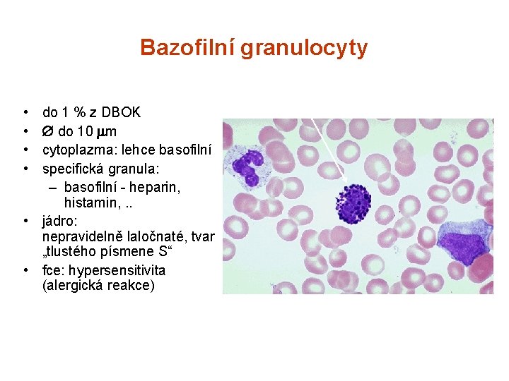 Bazofilní granulocyty • • do 1 % z DBOK do 10 m cytoplazma: lehce
