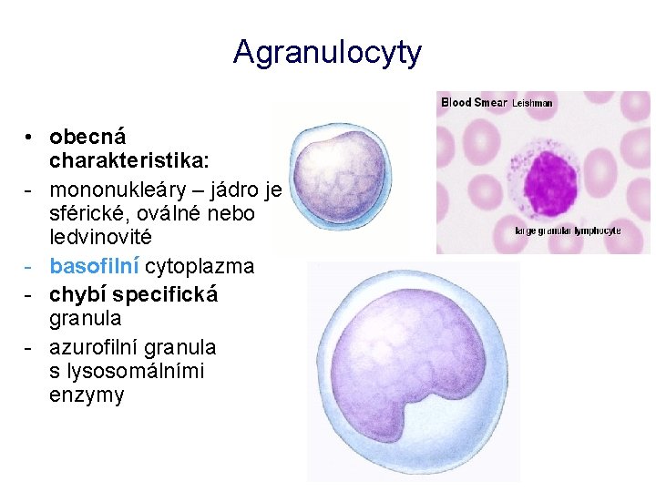 Agranulocyty • obecná charakteristika: - mononukleáry – jádro je sférické, oválné nebo ledvinovité -