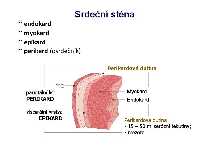 Srdeční stěna endokard myokard epikard perikard (osrdečník) Perikardová dutina parietální list PERIKARD viscerální vrstva