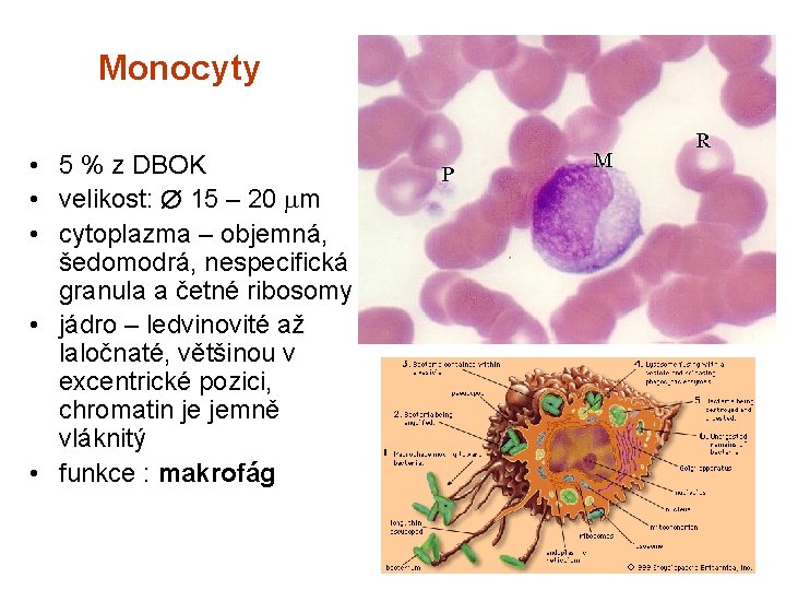Monocyty • 5 % z DBOK • velikost: 15 – 20 m • cytoplazma