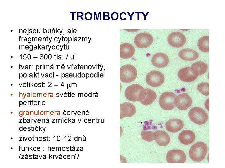 TROMBOCYTY • nejsou buňky, ale fragmenty cytoplazmy megakaryocytů • 150 – 300 tis. /