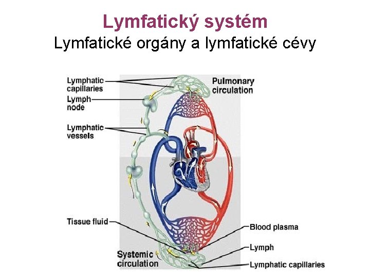Lymfatický systém Lymfatické orgány a lymfatické cévy 