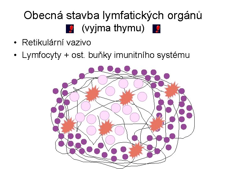 Obecná stavba lymfatických orgánů (vyjma thymu) • Retikulární vazivo • Lymfocyty + ost. buňky
