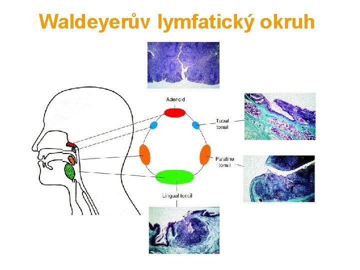 Waldeyerův lymfatický okruh 