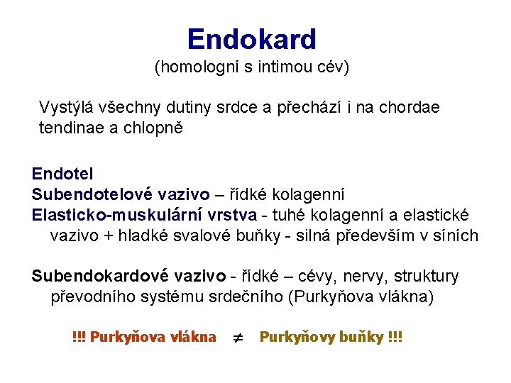 Endokard (homologní s intimou cév) Vystýlá všechny dutiny srdce a přechází i na chordae