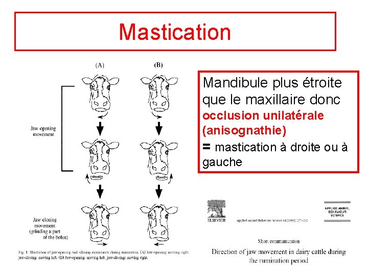 Mastication Mandibule plus étroite que le maxillaire donc occlusion unilatérale (anisognathie) = mastication à