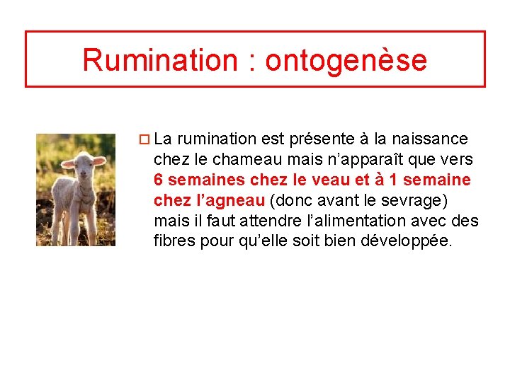 Rumination : ontogenèse ¨ La rumination est présente à la naissance chez le chameau