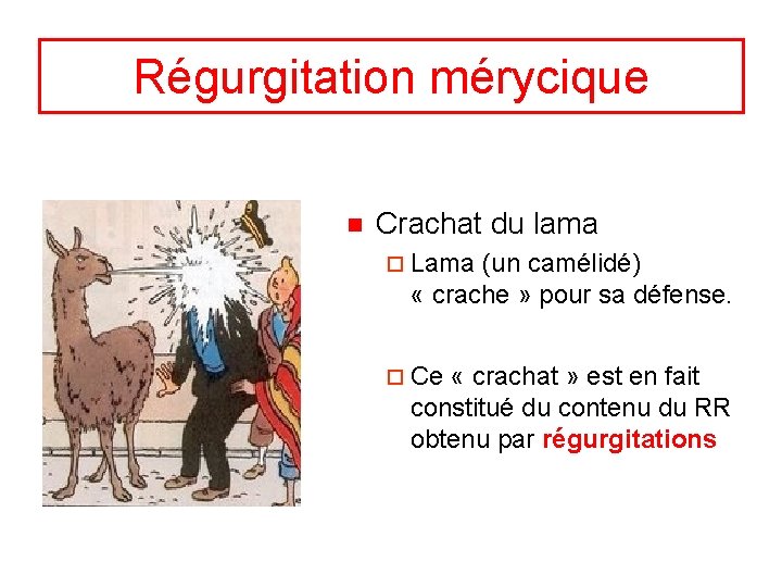 Régurgitation mérycique n Crachat du lama ¨ Lama (un camélidé) « crache » pour
