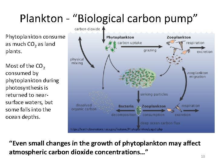 Plankton - “Biological carbon pump” Phytoplankton consume as much CO 2 as land plants.