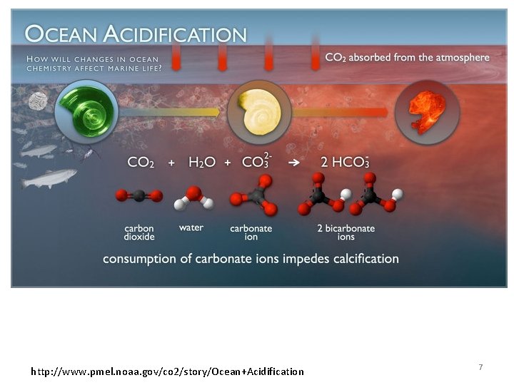 http: //www. pmel. noaa. gov/co 2/story/Ocean+Acidification 7 