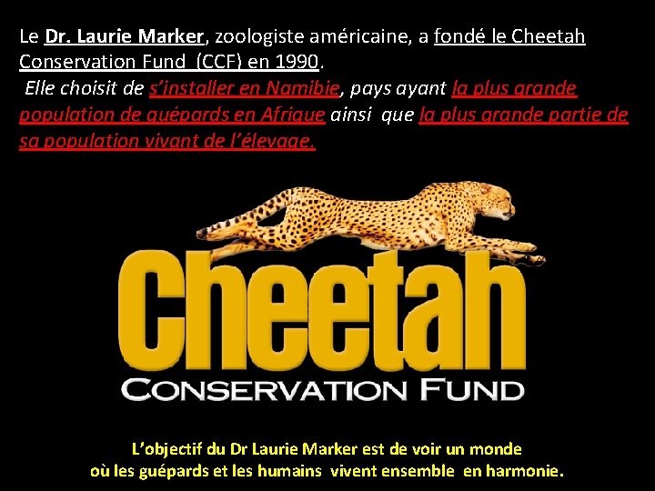 Le Dr. Laurie Marker, zoologiste américaine, a fondé le Cheetah Conservation Fund (CCF) en