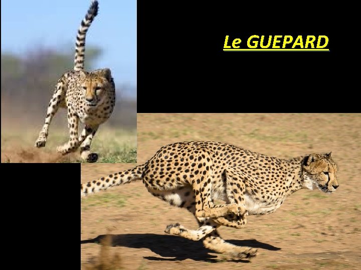 Le GUEPARD 