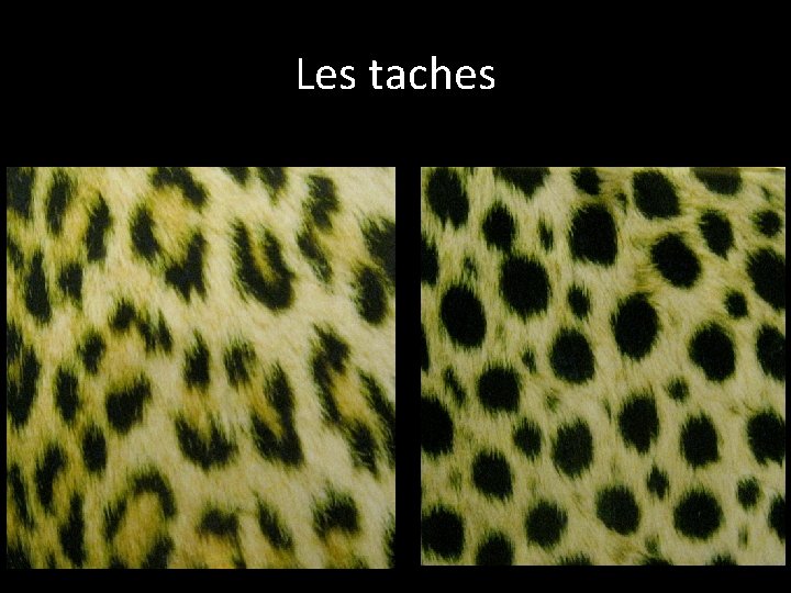 Les taches 