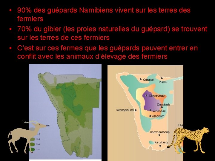  • 90% des guépards Namibiens vivent sur les terres des fermiers • 70%