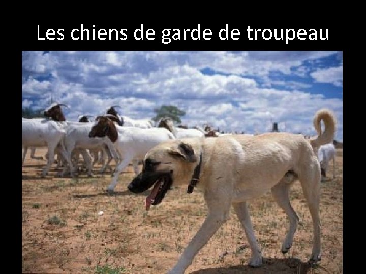 Les chiens de garde de troupeau 