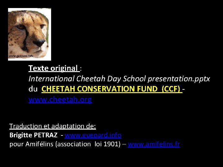 Texte original : International Cheetah Day School presentation. pptx du CHEETAH CONSERVATION FUND (CCF)