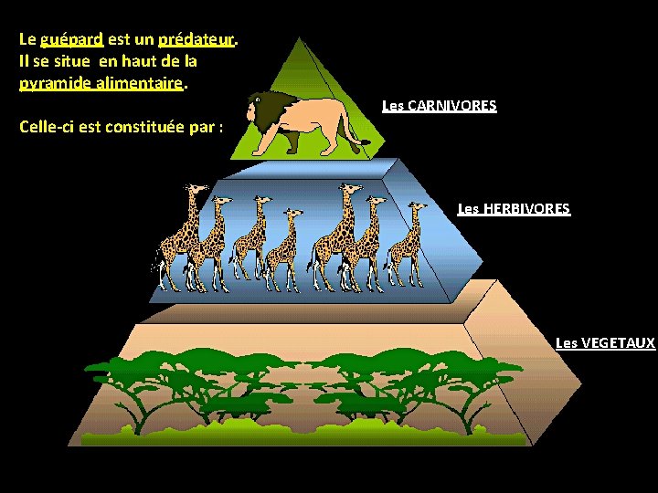 Le guépard est un prédateur. Il se situe en haut de la pyramide alimentaire.