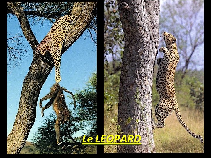 Le LEOPARD 