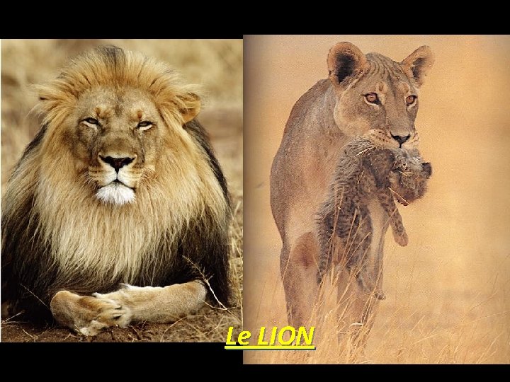 Le LION 