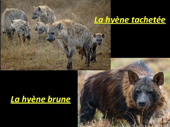 La hyène tachetée La hyène brune 