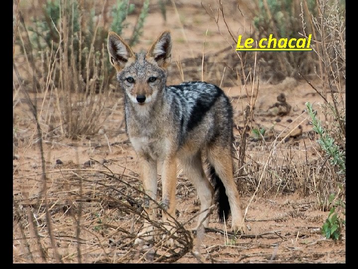 Le chacal 