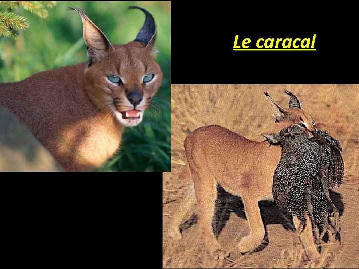 Le caracal 