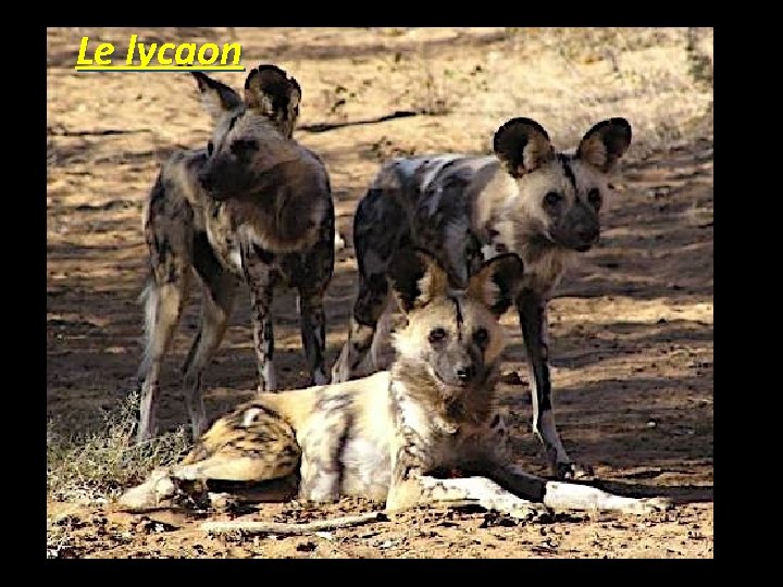 Le lycaon 