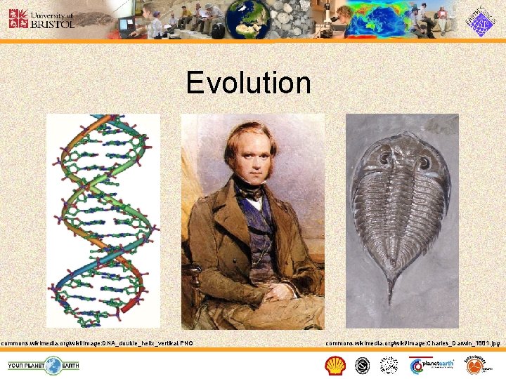 Evolution commons. wikimedia. org/wiki/Image: DNA_double_helix_vertikal. PNG commons. wikimedia. org/wiki/Image: Charles_Darwin_1881. jpg 