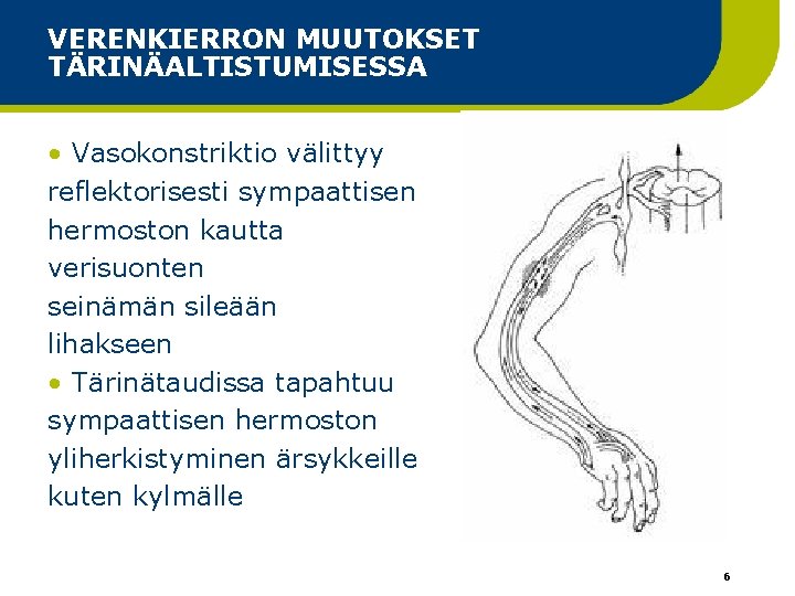 VERENKIERRON MUUTOKSET TÄRINÄALTISTUMISESSA • Vasokonstriktio välittyy reflektorisesti sympaattisen hermoston kautta verisuonten seinämän sileään lihakseen VERENKIERRON MUUTOKSET TÄRINÄALTISTUMISESSA • Vasokonstriktio välittyy reflektorisesti sympaattisen hermoston kautta verisuonten seinämän sileään lihakseen
