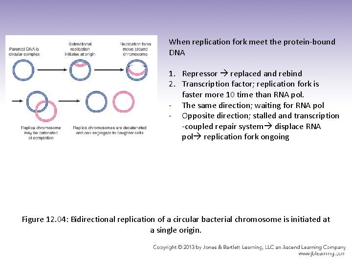 When replication fork meet the protein-bound DNA 1. Repressor replaced and rebind 2. Transcription