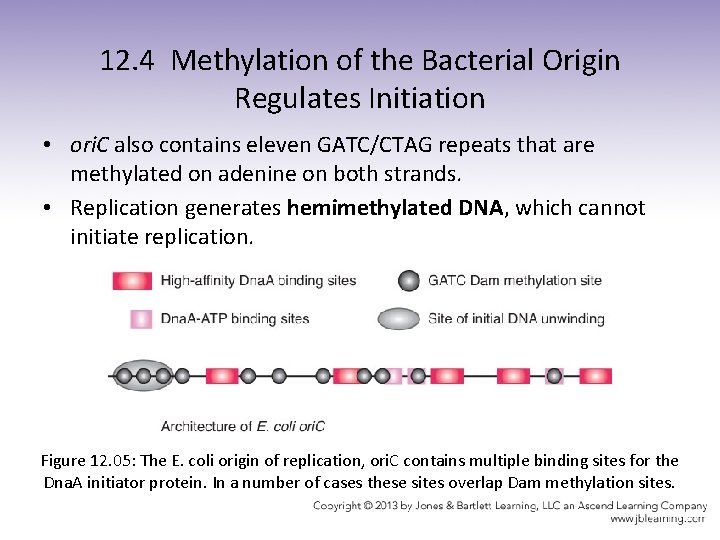 12. 4 Methylation of the Bacterial Origin Regulates Initiation • ori. C also contains