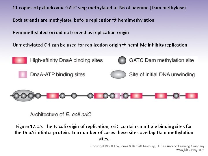 11 copies of palindromic GATC seq; methylated at N 6 of adenine (Dam methylase)