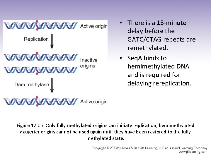  • There is a 13 -minute delay before the GATC/CTAG repeats are remethylated.