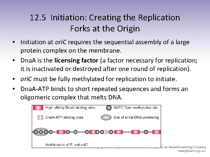 12. 5 Initiation: Creating the Replication Forks at the Origin • Initiation at ori.