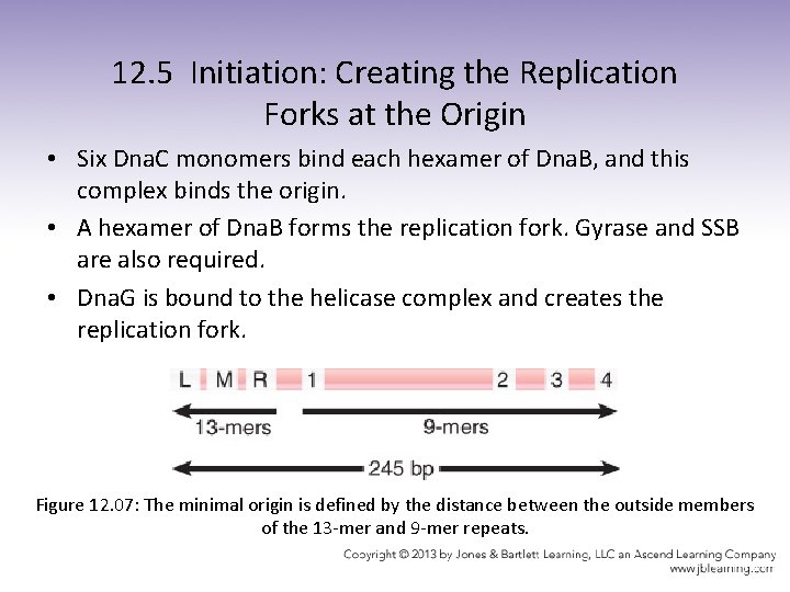 12. 5 Initiation: Creating the Replication Forks at the Origin • Six Dna. C