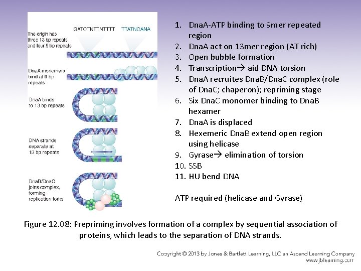 1. Dna. A-ATP binding to 9 mer repeated region 2. Dna. A act on