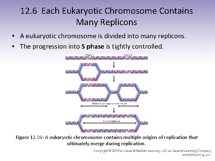 12. 6 Each Eukaryotic Chromosome Contains Many Replicons • A eukaryotic chromosome is divided