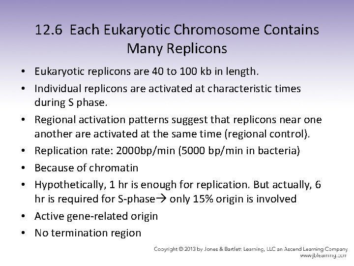 12. 6 Each Eukaryotic Chromosome Contains Many Replicons • Eukaryotic replicons are 40 to