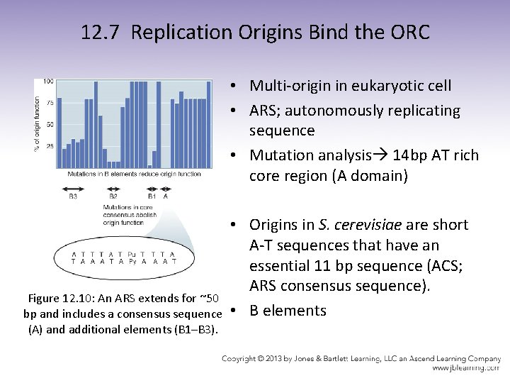 12. 7 Replication Origins Bind the ORC • Multi-origin in eukaryotic cell • ARS;