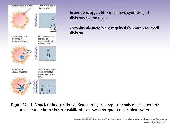 In xenopus egg, without de novo synthesis, 11 divisions can be takes Cytoplasmic factors