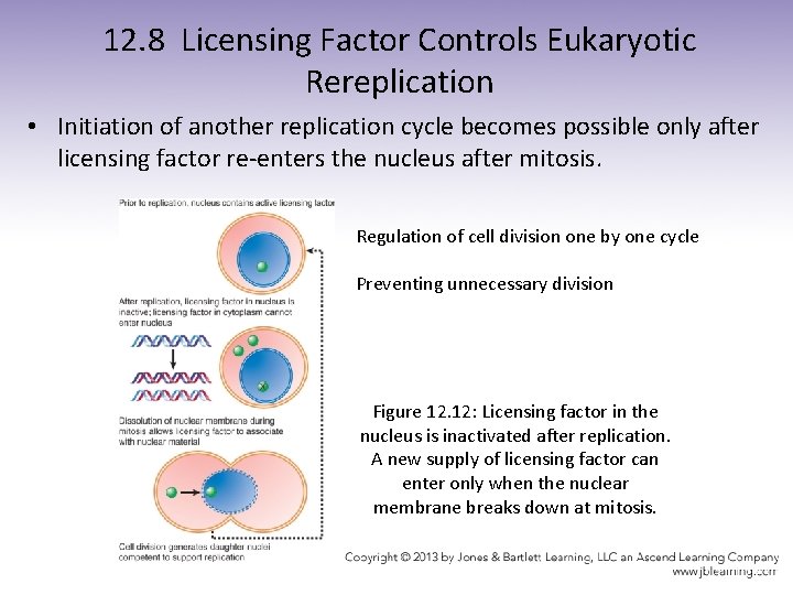 12. 8 Licensing Factor Controls Eukaryotic Rereplication • Initiation of another replication cycle becomes