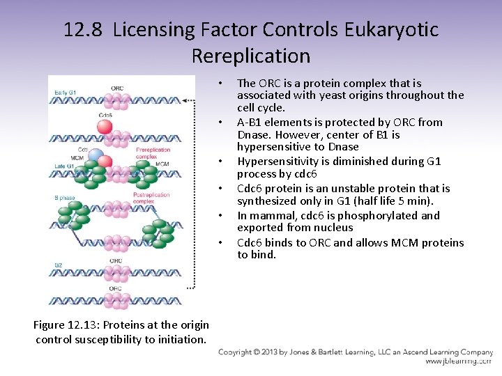 12. 8 Licensing Factor Controls Eukaryotic Rereplication • • • Figure 12. 13: Proteins