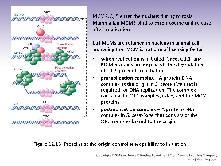 MCM 2, 3, 5 enter the nucleus during mitosis Mammalian MCM 3 bind to