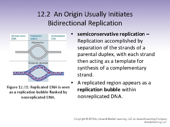 12. 2 An Origin Usually Initiates Bidirectional Replication • semiconservative replication – Replication accomplished
