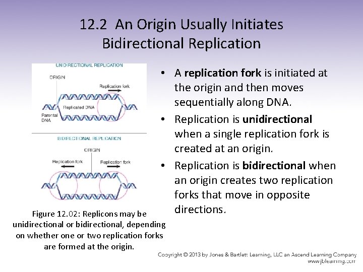 12. 2 An Origin Usually Initiates Bidirectional Replication • A replication fork is initiated