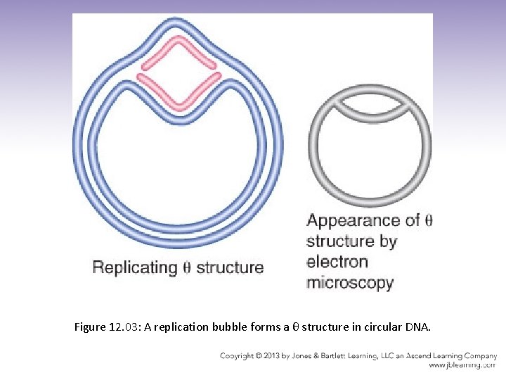 Figure 12. 03: A replication bubble forms a θ structure in circular DNA. 